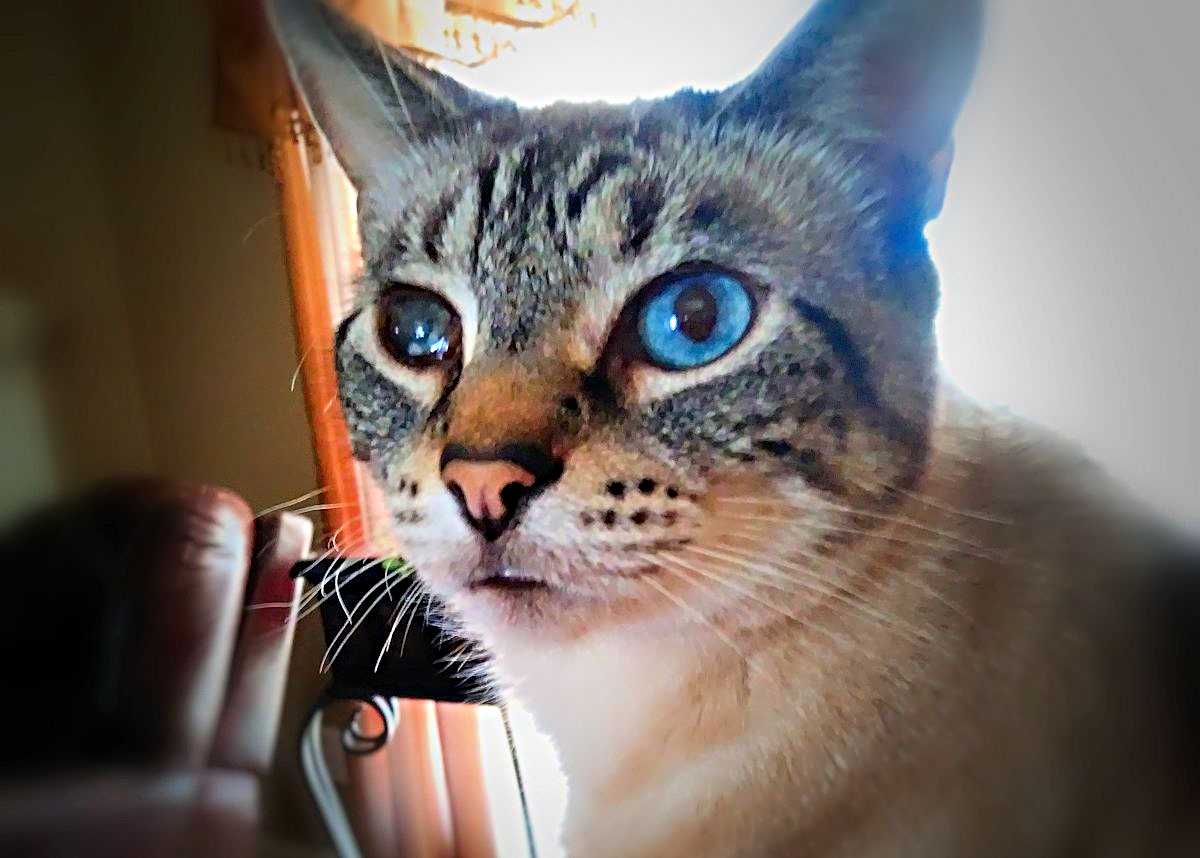 My Blue-Eyed Cat